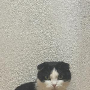 Моряк Папай